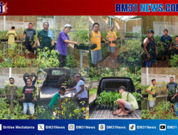 Jemaat GPM Nusaniwe Airlouw Dorong Kemandirian Ekonomi Lewat Gerakan Menanam Cabe