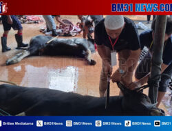 IKM Ambon Berqurban 12 Ekor Sapi dan Berbagi kepada Warga yang Berhak