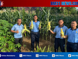 Kompi Produksi Lanud Pattimura Sukses Gelar Panen Perdana Jagung untuk Perkuat Ketahanan Pangan